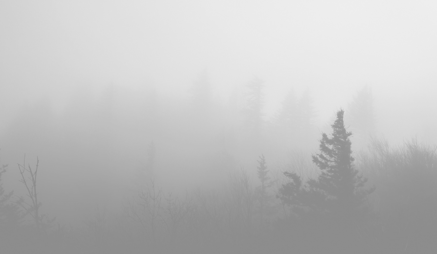 ghostly misty forest landscape